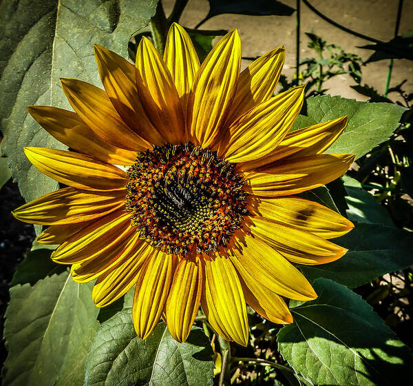 California Art Print featuring the photograph Sunflower by Pamela Newcomb