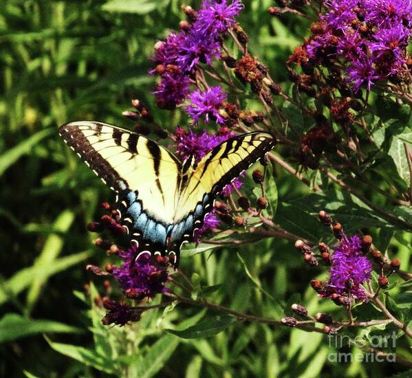 Butterfly Prints Art Print featuring the photograph Swallowtail on Butterfly Weed by J L Zarek