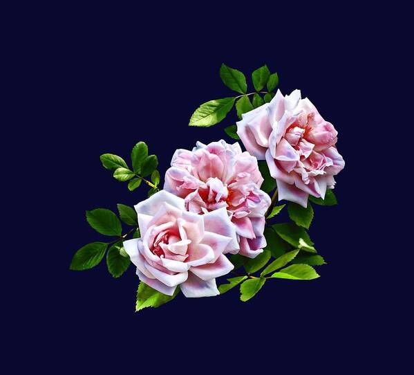 Rose Art Print featuring the photograph Three Pink Roses With Leaves by Susan Savad
