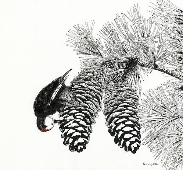 White-headed Woodpecker Art Print featuring the drawing White-Headed Woodpecker by Timothy Livingston