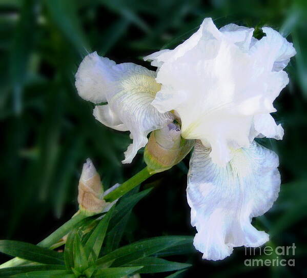 Iris Art Print featuring the photograph White Iris Lady by Marilyn Smith