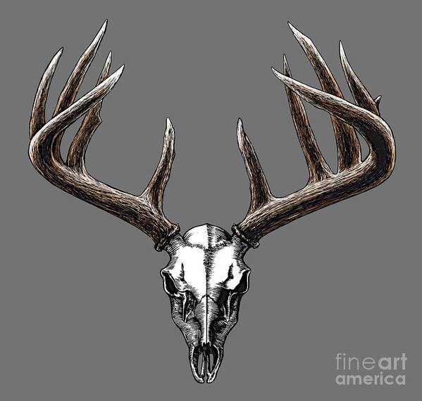 Old Style Art Print featuring the painting Whitetail Skull by Robert Corsetti