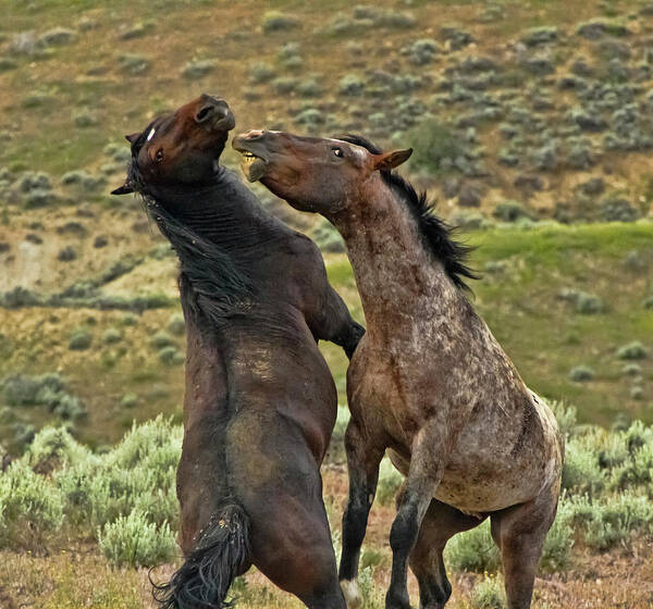 Horse Art Print featuring the photograph Wild Mustang Stallions Fighting by Waterdancer