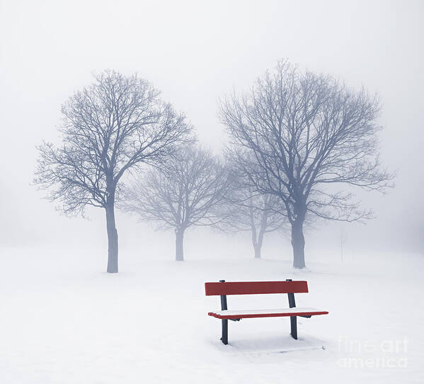 Trees Art Print featuring the photograph Winter trees and bench in fog by Elena Elisseeva