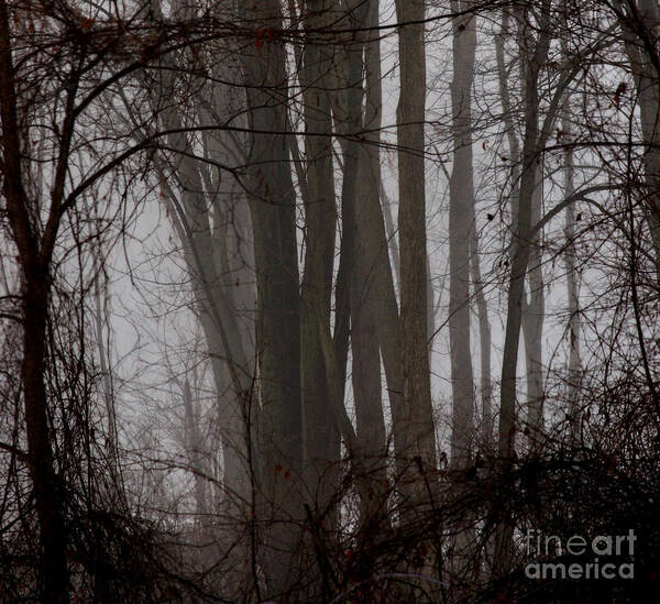 Woods Art Print featuring the photograph Winter Woods by Linda Shafer