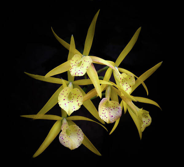 Yellow; Orchids Art Print featuring the photograph Glowing Orchids by Georgette Grossman
