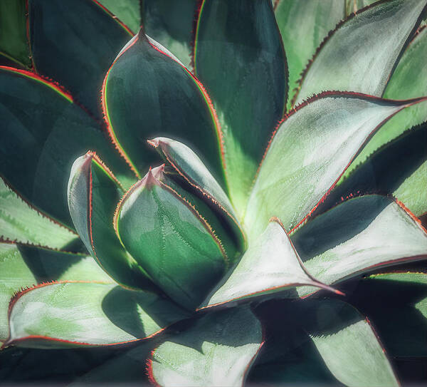 Cactus Art Print featuring the photograph Desert Cactus Blue Glow Agave by Julie Palencia