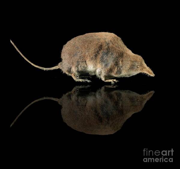 Mammal Art Print featuring the photograph Eurasian Water Shrew #2 by Natural History Museum, London/science Photo Library