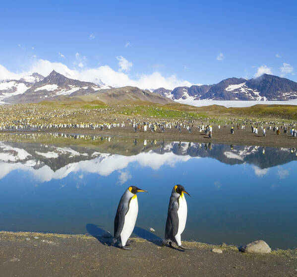 Following Art Print featuring the photograph King Penguins Aptenodytes Patagonicus #4 by Eastcott Momatiuk