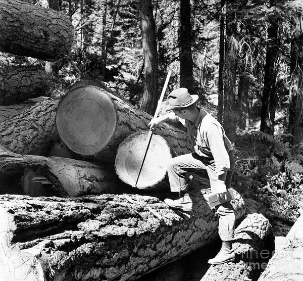 Moving Up Art Print featuring the photograph U.s. Forest Service #4 by Bettmann