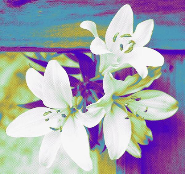 Lily Art Print featuring the photograph Abstract American Way Lilies 2 by Cathy Lindsey