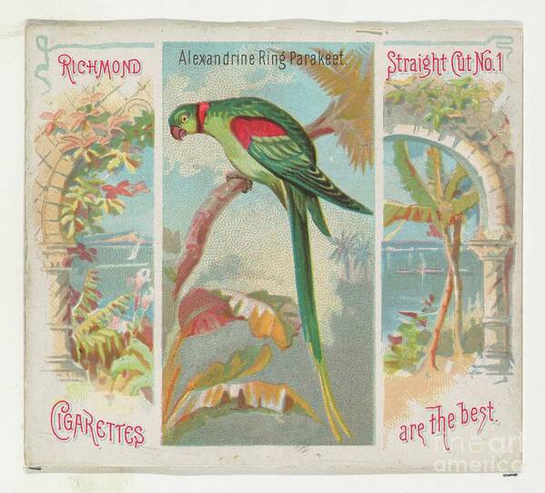 1880-1889 Art Print featuring the drawing Alexandrine Ring Parakeet by Heritage Images