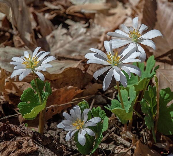 Nature Art Print featuring the photograph Bloodroot DFL0939 by Gerry Gantt