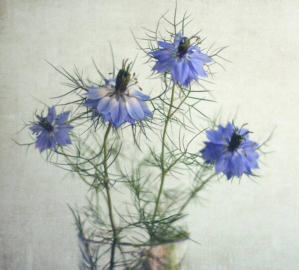 Bulgaria Art Print featuring the photograph Blue Nigella Sativa Flowers by By Julie Mcinnes