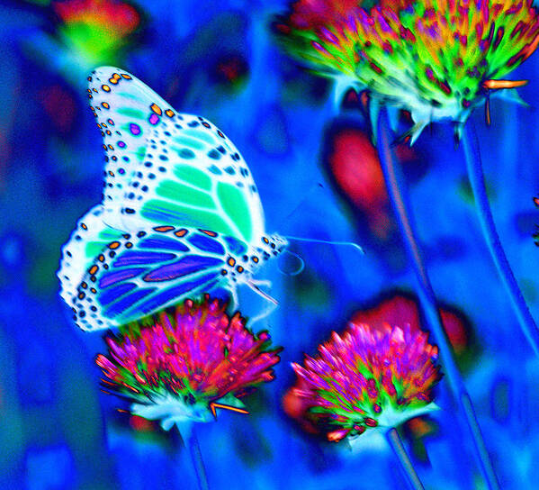 Butterfly Blue. Antennae Art Print featuring the photograph Butterfly Blue by Tom Kelly