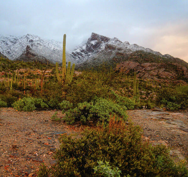 Tucson Art Print featuring the photograph Cactus and Snowy Catalinias by Chance Kafka