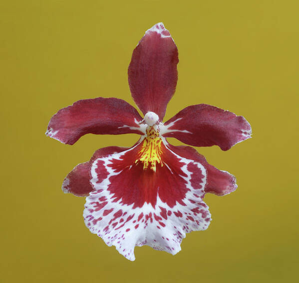 Petal Art Print featuring the photograph Cambria Plush Orchid Flower by Rosemary Calvert