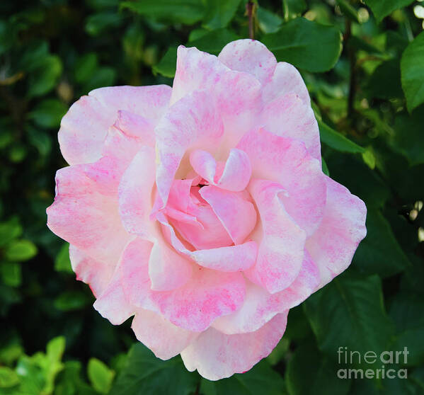 Candy Floss Rose Flower Art Print featuring the photograph Candy Floss Rose Flower by Abigail Diane Photography