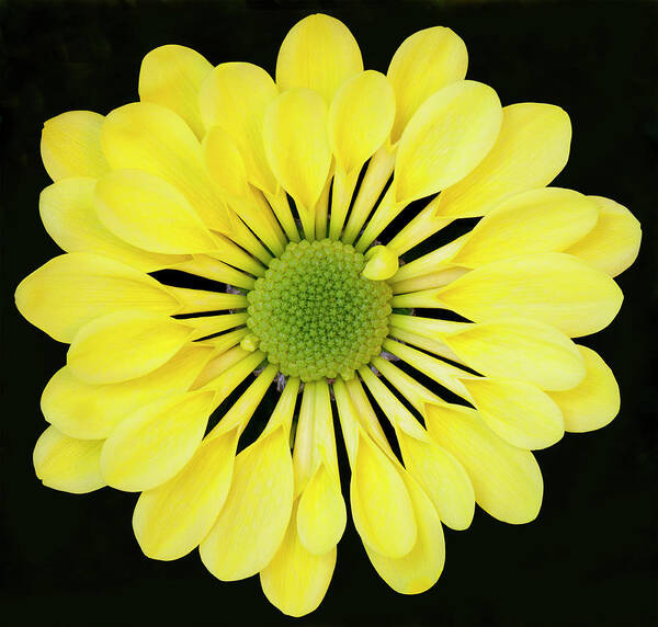 Chrysanthemum Art Print featuring the photograph Chrysanthemum by Andrew Dernie