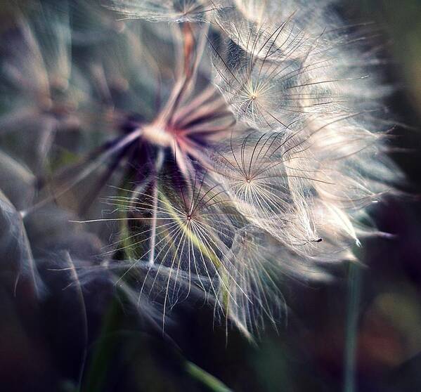 Bulgaria Art Print featuring the photograph Close Up Of Large Dandelion by By Julie Mcinnes