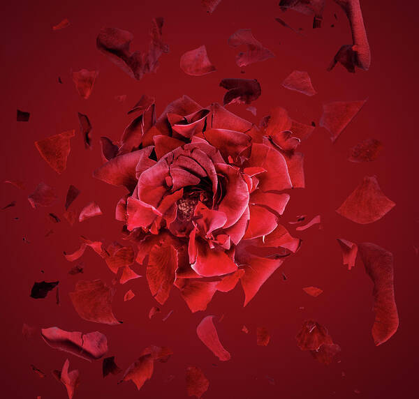 Mid-air Art Print featuring the photograph Exploding Red Rose, Fragments Flying by Jonathan Knowles