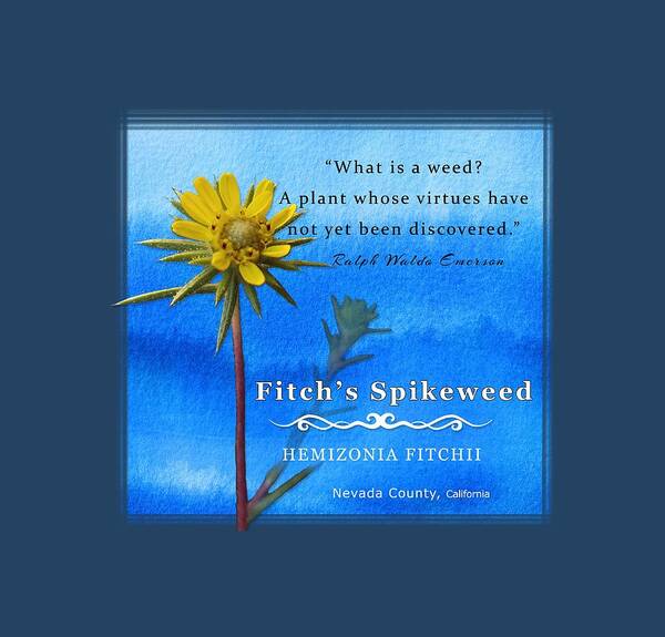 Tarplant Art Print featuring the digital art Fitch's Spikeweed by Lisa Redfern