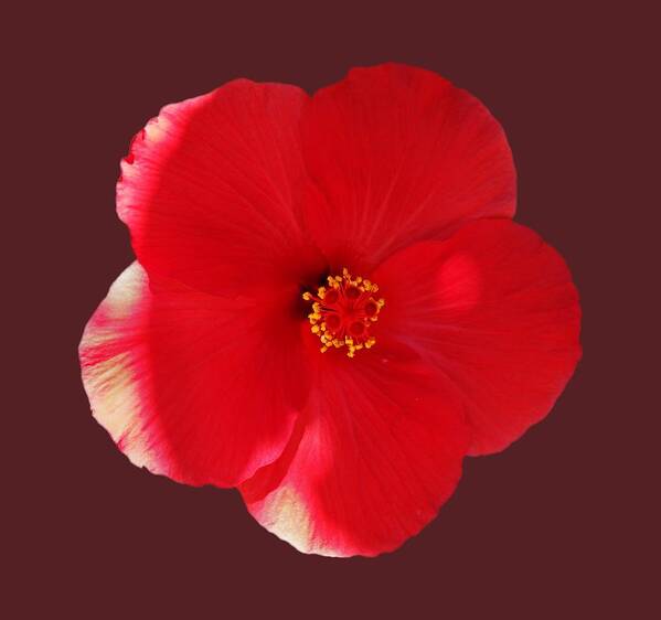 Red Flower Art Print featuring the photograph Flower Power by Charles Stuart