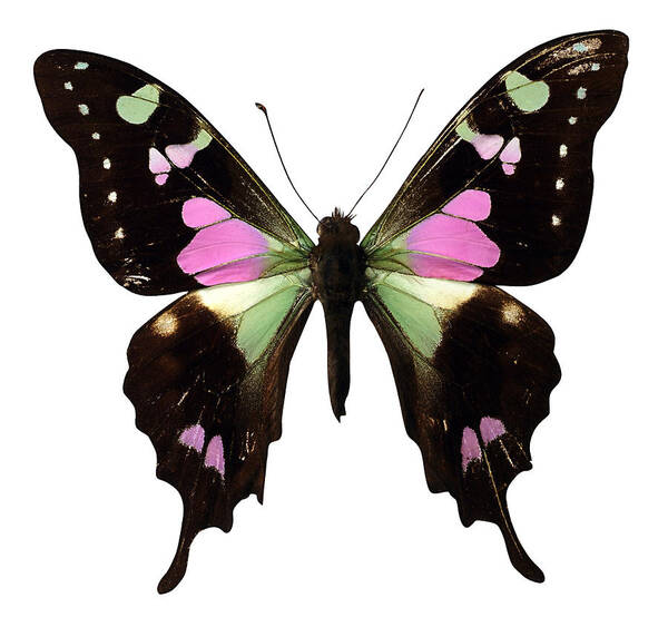 Insect Art Print featuring the photograph Graphium Welskei Butterfly by Brand X Pictures