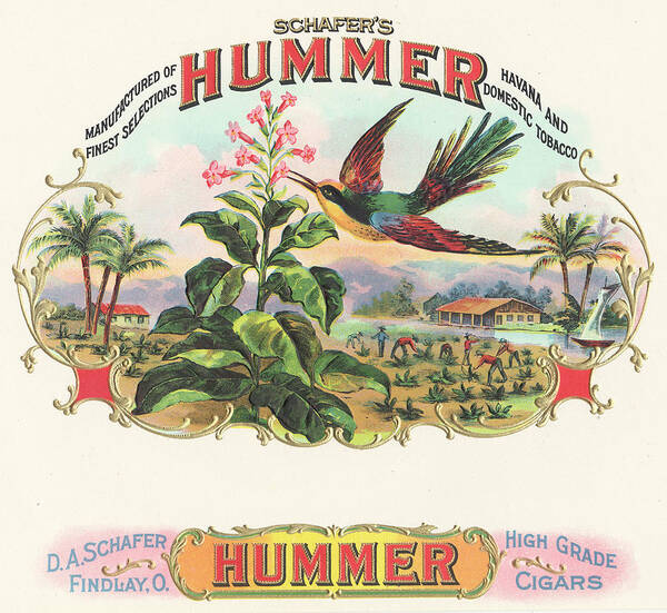 Hummingbird Cigar Box Art Print featuring the painting Hummer by Art Of The Cigar