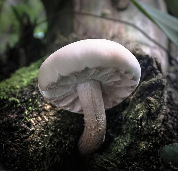 Outdoors Art Print featuring the photograph Look At The Mushroom by Silvia Marcoschamer