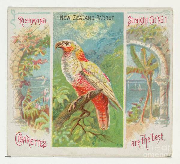 1880-1889 Art Print featuring the drawing New Zealand Parrot by Heritage Images