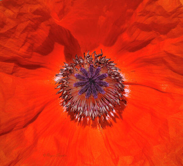 Orange Art Print featuring the photograph Orange Poppy by Roger Snyder