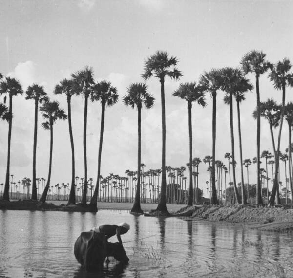 Working Animal Art Print featuring the photograph Palm Trees by Bert Hardy