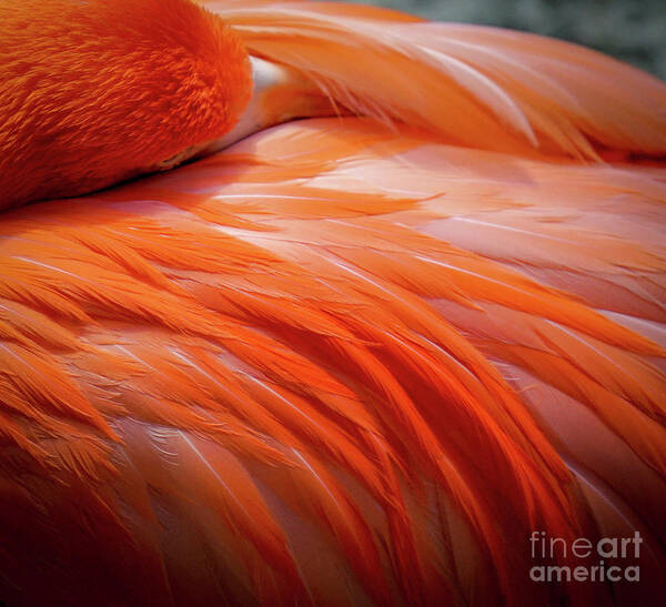 Flamingo Art Print featuring the photograph Pink Feathers by Susan Rydberg