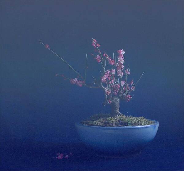 Flowering Art Print featuring the photograph Prunus Mume Bonsai by Fangping Zhou