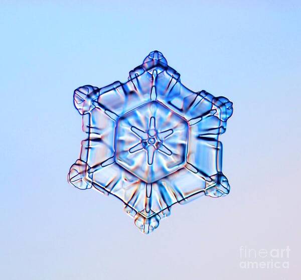 Blue Background Art Print featuring the photograph Scrolls On Plate Snowflake by Kenneth Libbrecht/science Photo Library