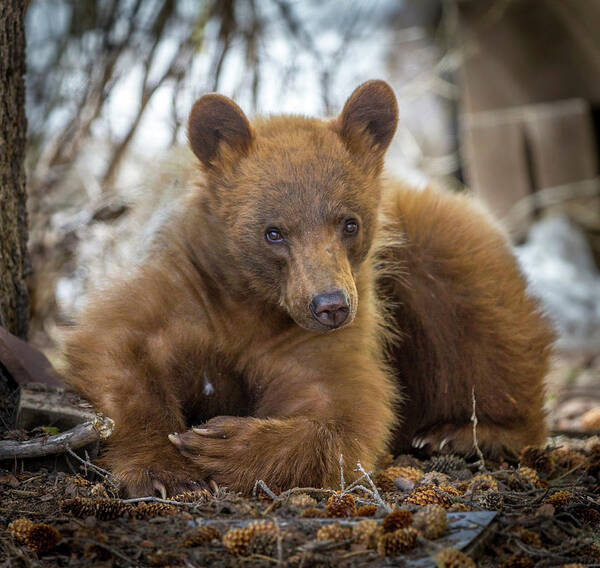 Bear Art Print featuring the photograph Spring Bloom by Kevin Dietrich