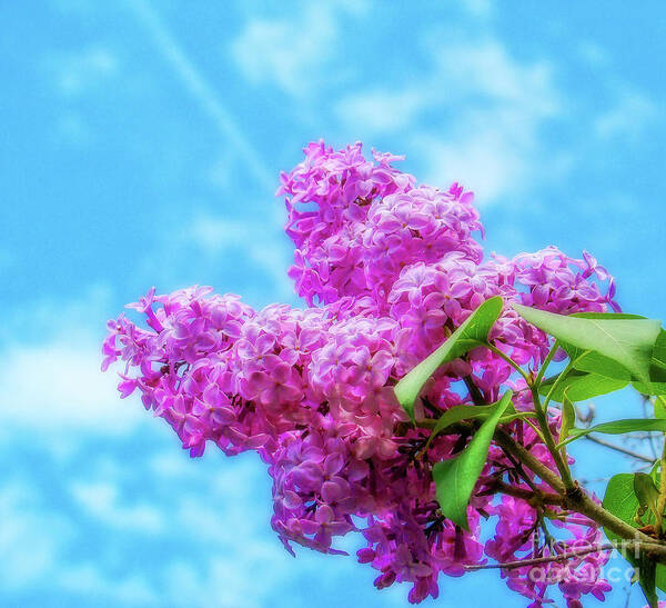 Toronto Art Print featuring the photograph Spring Lilacs by Lenore Locken