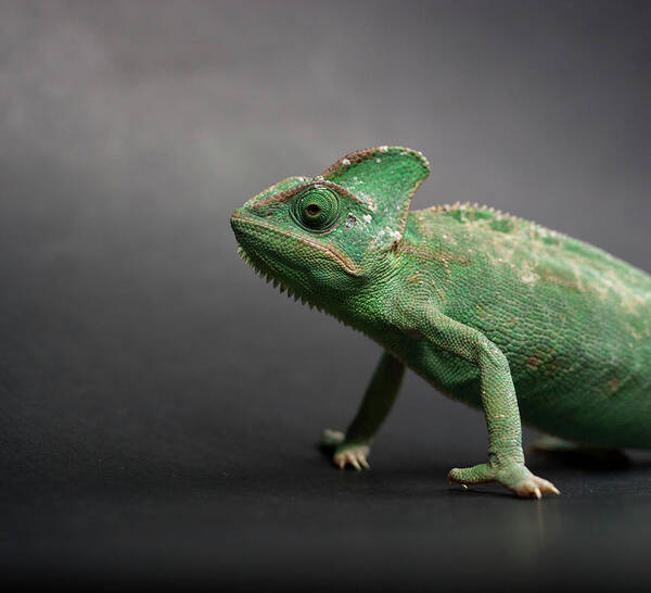 Animal Themes Art Print featuring the photograph Studio Shot Of Chameleon by Sarune Zurba