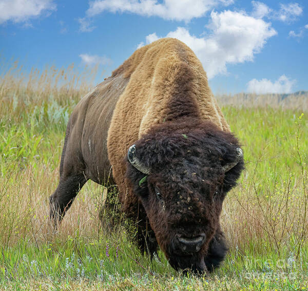Bison Art Print featuring the photograph Bison #1 by Jim Hatch