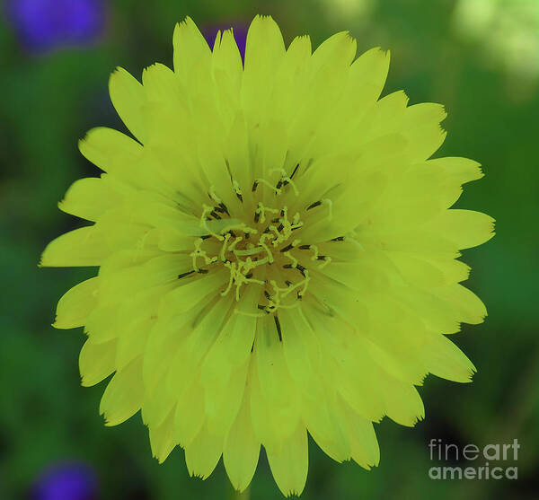 Dandelion Art Print featuring the photograph Yellow Dandelion #1 by D Hackett