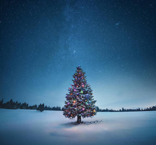 Tranquility Art Print featuring the photograph Christmas Tree #4 by Borchee