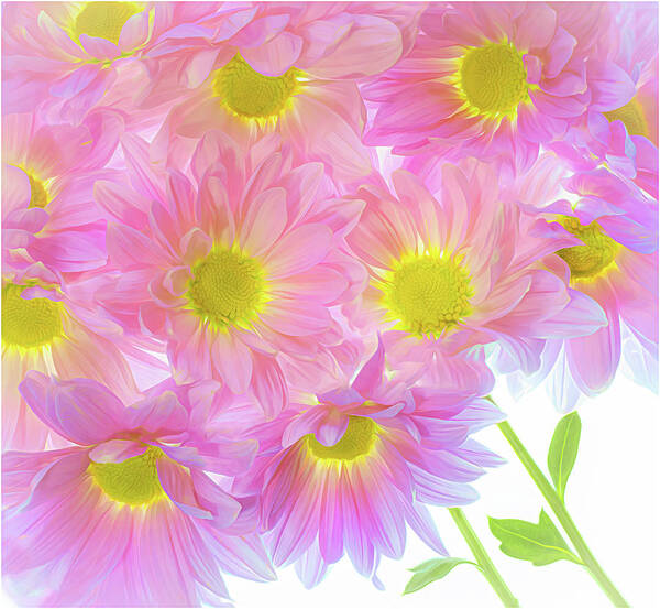 Pink Art Print featuring the photograph A Bundle of Pink Mums by Sylvia Goldkranz