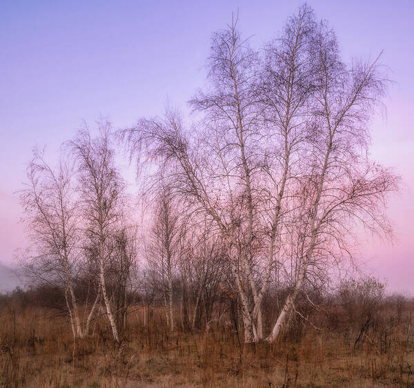 Birch Trees Art Print featuring the photograph Birch Trees in Pastel by Michael Hubley
