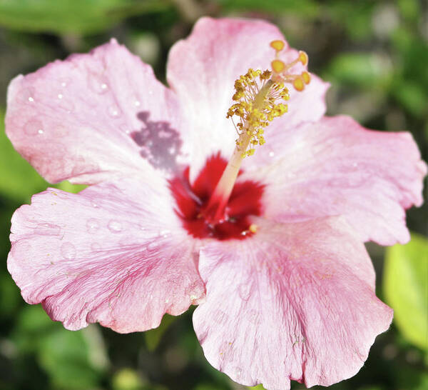 Flowers Art Print featuring the pyrography Blushing Hibiscus by Tony Spencer