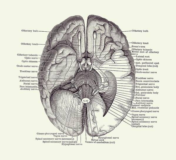 Brain Art Print featuring the drawing Brain Nervous System Diagram - Vintage Anatomy 2 by Vintage Anatomy Prints