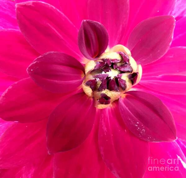 Bud Art Print featuring the photograph Centre Stage Pink by Tracey Lee Cassin