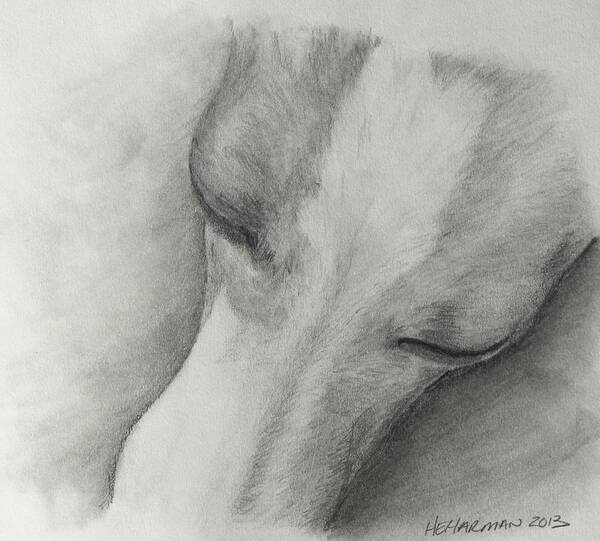 Italian Greyhound Art Print featuring the drawing Comfy by Heather E Harman
