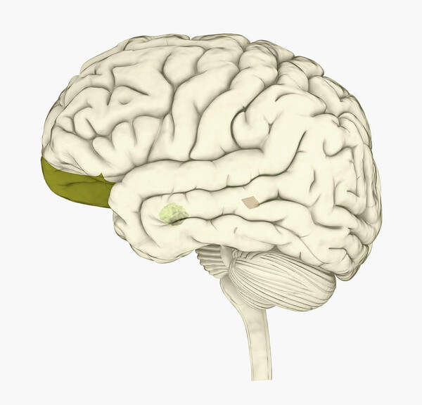 White Background Art Print featuring the drawing Digital illustration of human brain with orbitofrontal cortex and amygdala highlighted in green by Dorling Kindersley