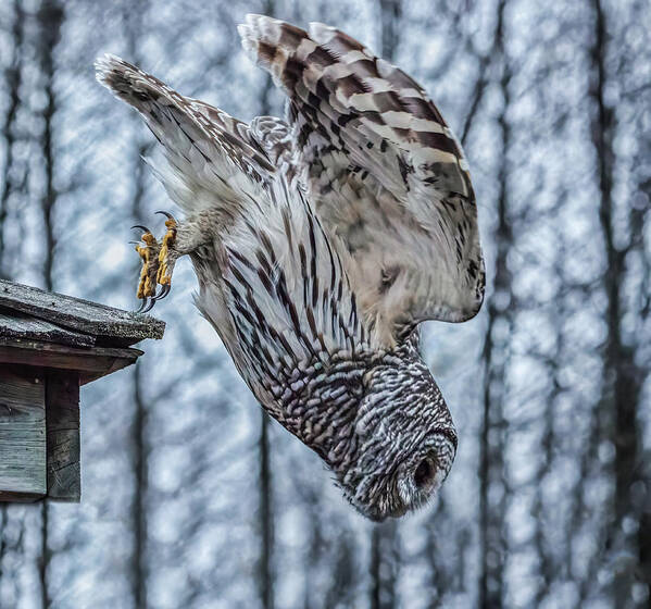 Barred Owl Art Print featuring the photograph Dive by Brad Bellisle